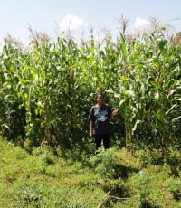 Ida in field of maize